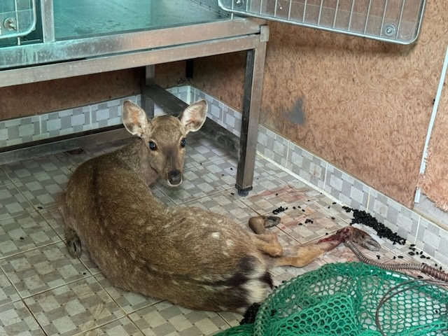 반려동물보호센터_443571202501371